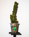 [Glitched Cactus]